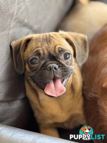 Pugalier Puppies - Happy &amp; Healthy