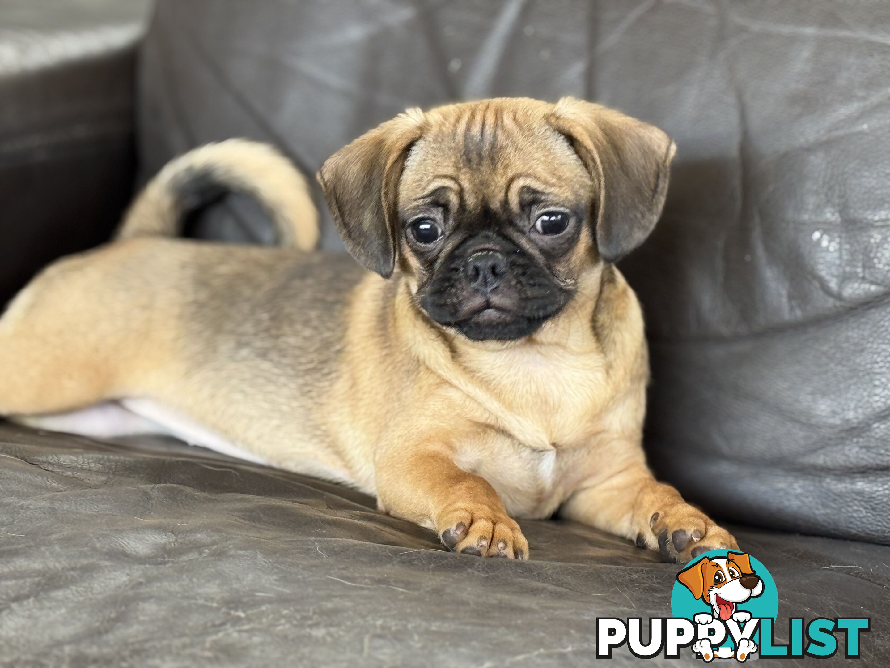 Pugalier Puppies - Happy &amp; Healthy