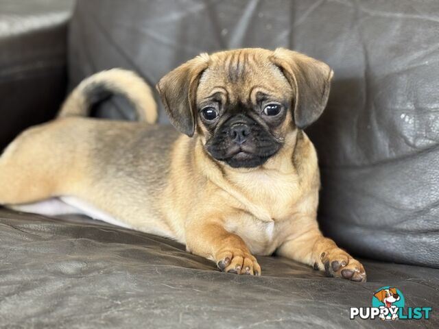 Pugalier Puppies - Happy &amp; Healthy