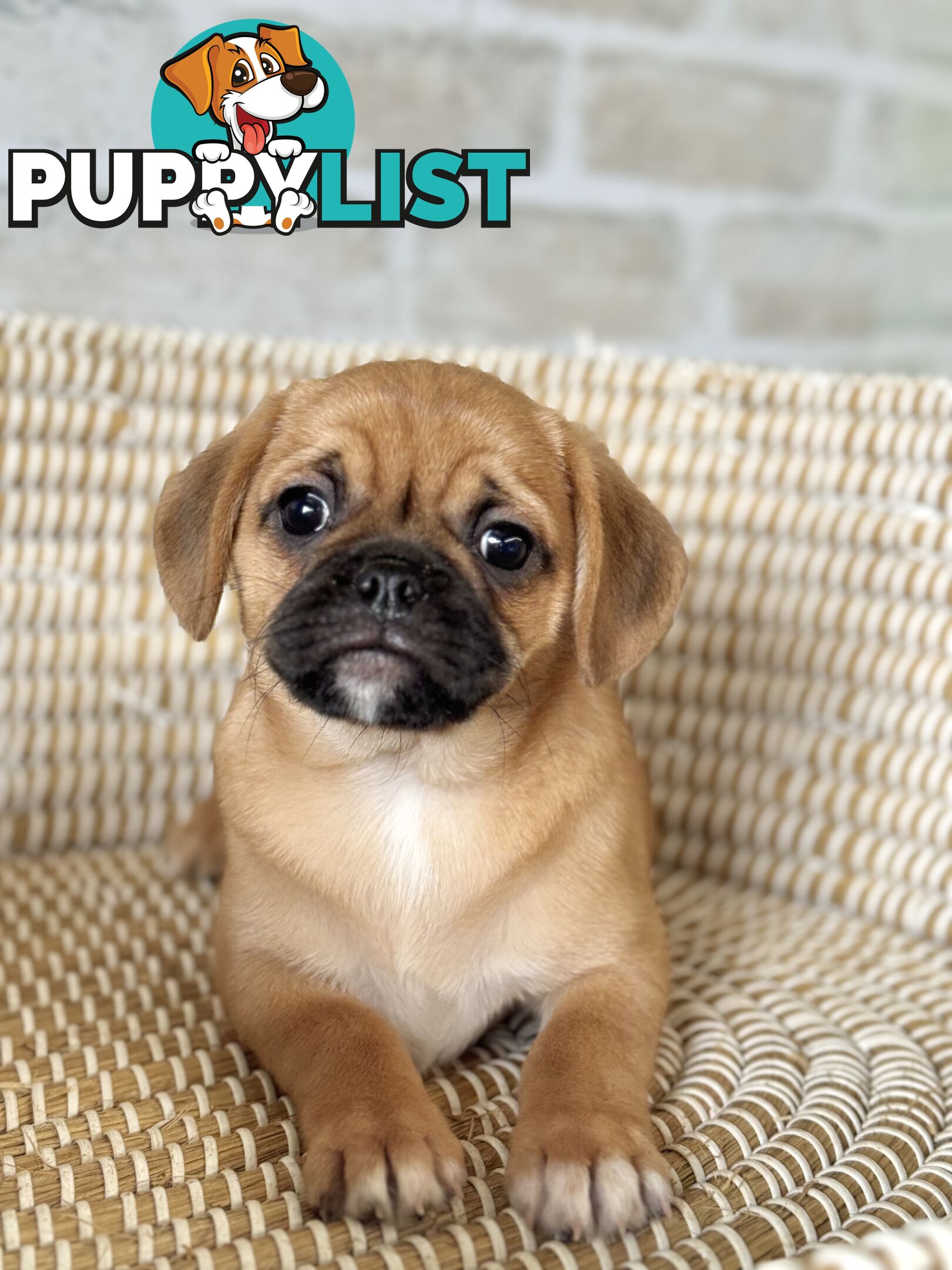 Pugalier Puppies - Happy &amp; Healthy