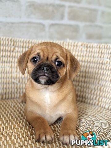 Pugalier Puppies - Happy & Healthy