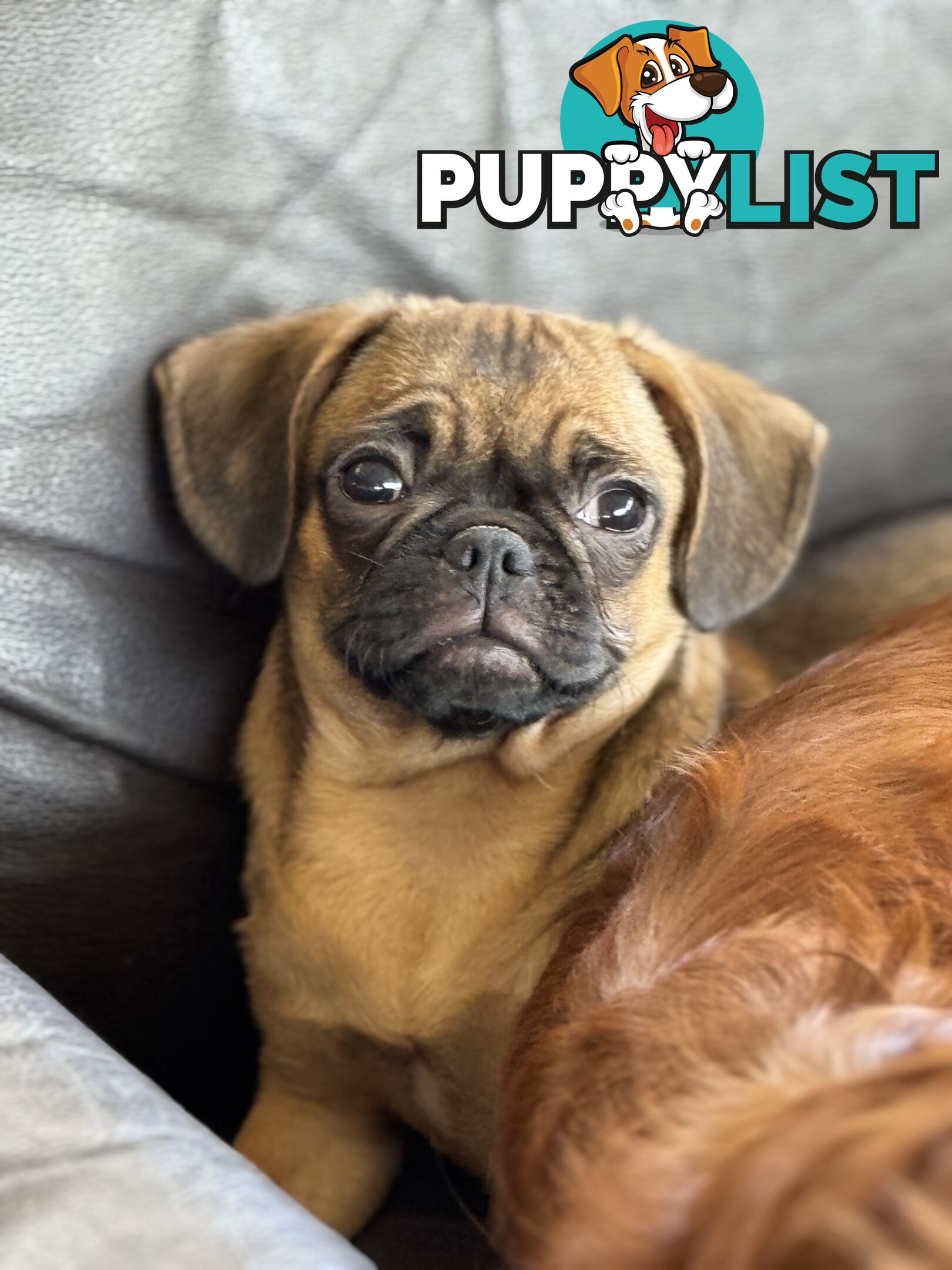 Pugalier Puppies - Happy &amp; Healthy