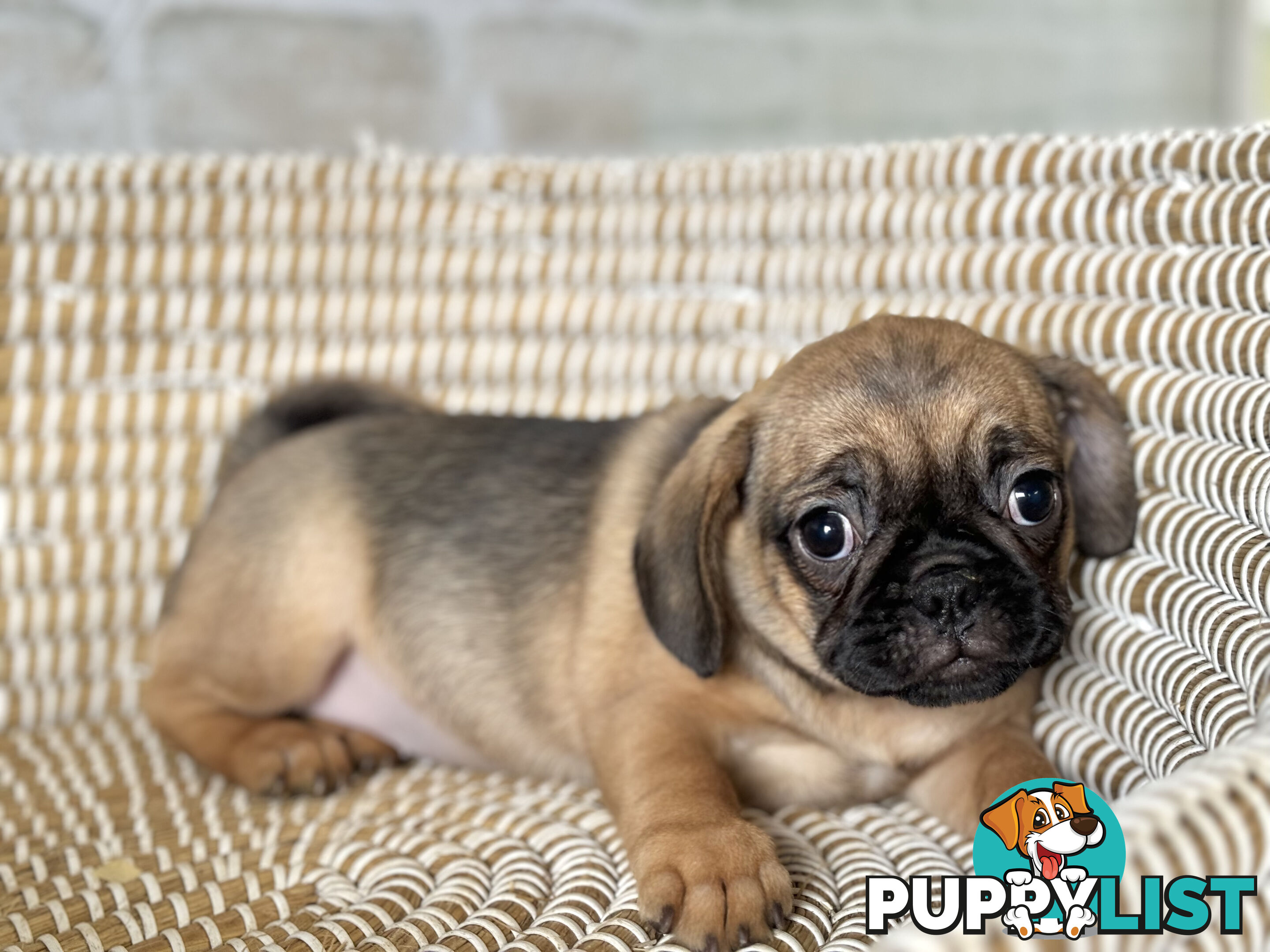 Pugalier Puppies - Happy &amp; Healthy