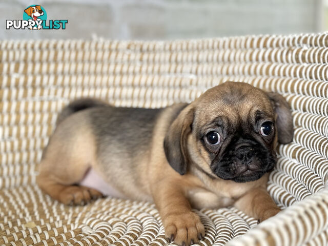 Pugalier Puppies - Happy & Healthy