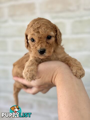 Quality Christmas Toy Cavoodles