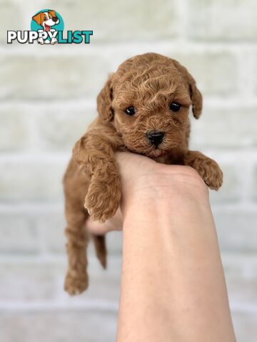 Quality Christmas Toy Cavoodles