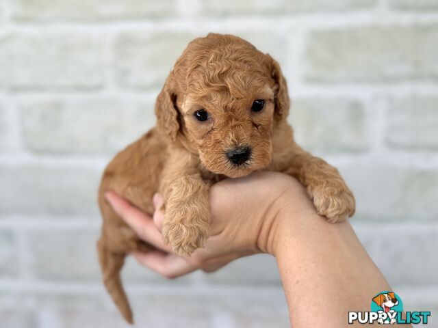 Quality Christmas Toy Cavoodles