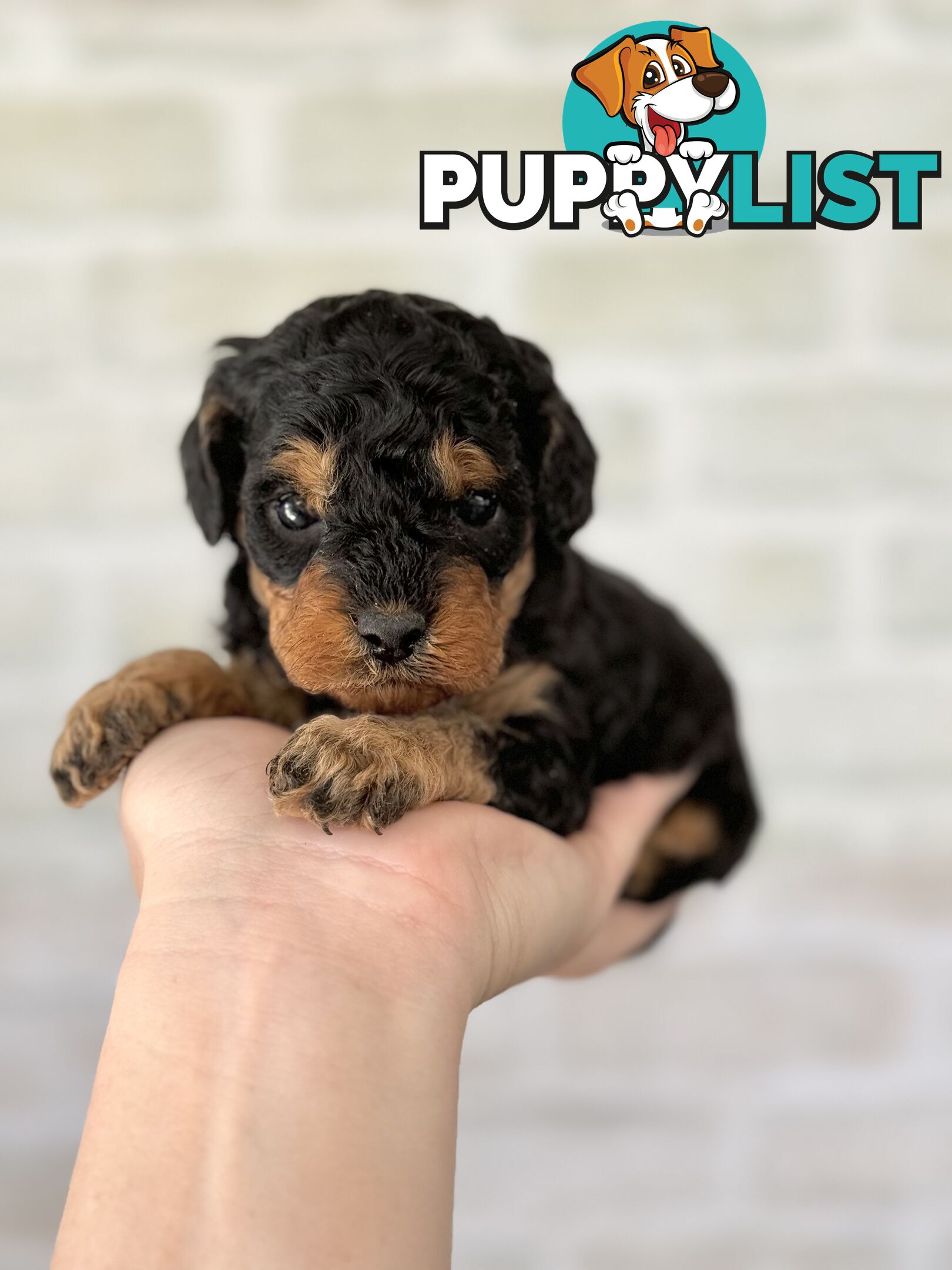 Quality Christmas Toy Cavoodles