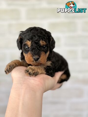 Quality Christmas Toy Cavoodles