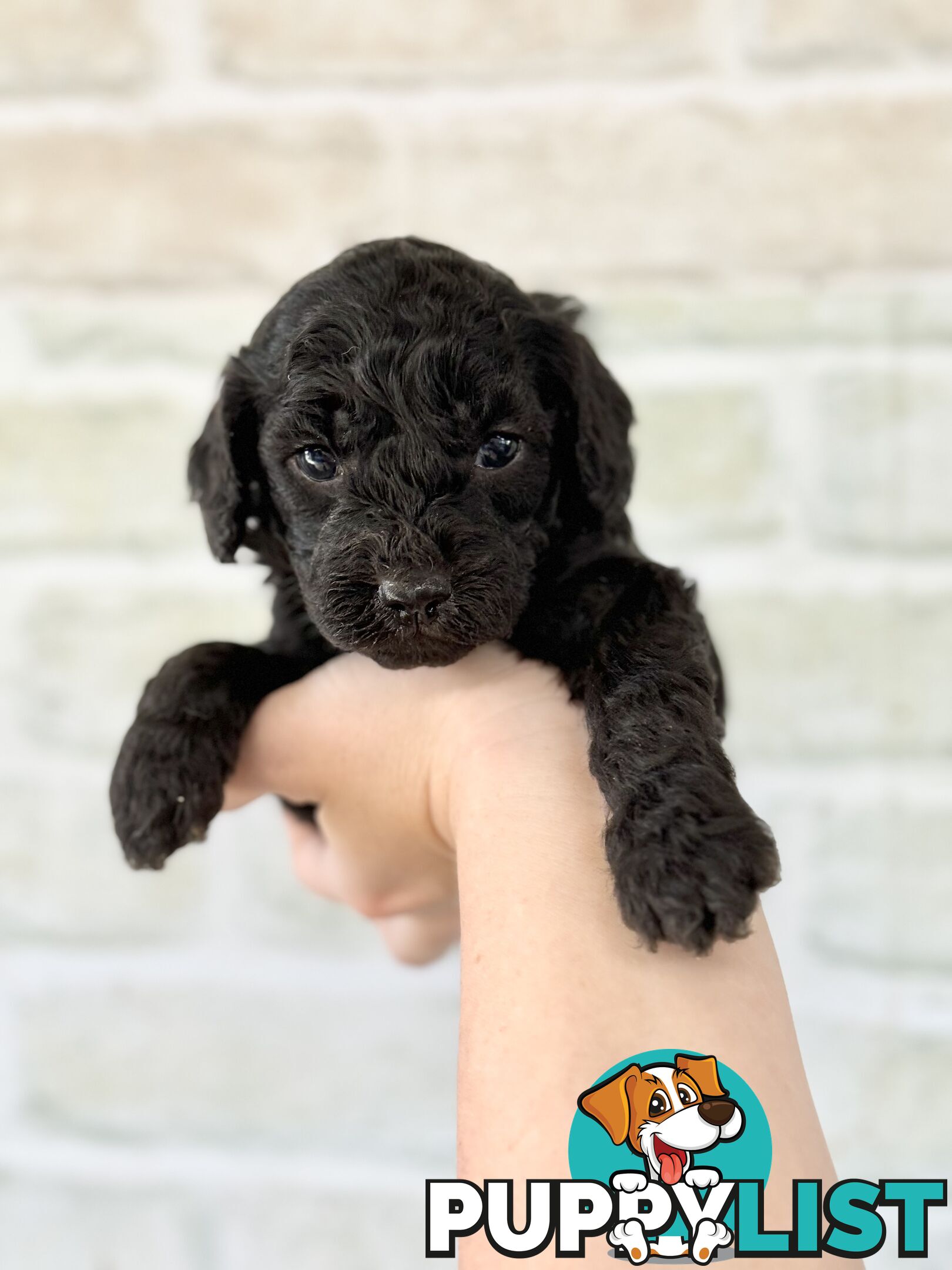 Quality Christmas Toy Cavoodles