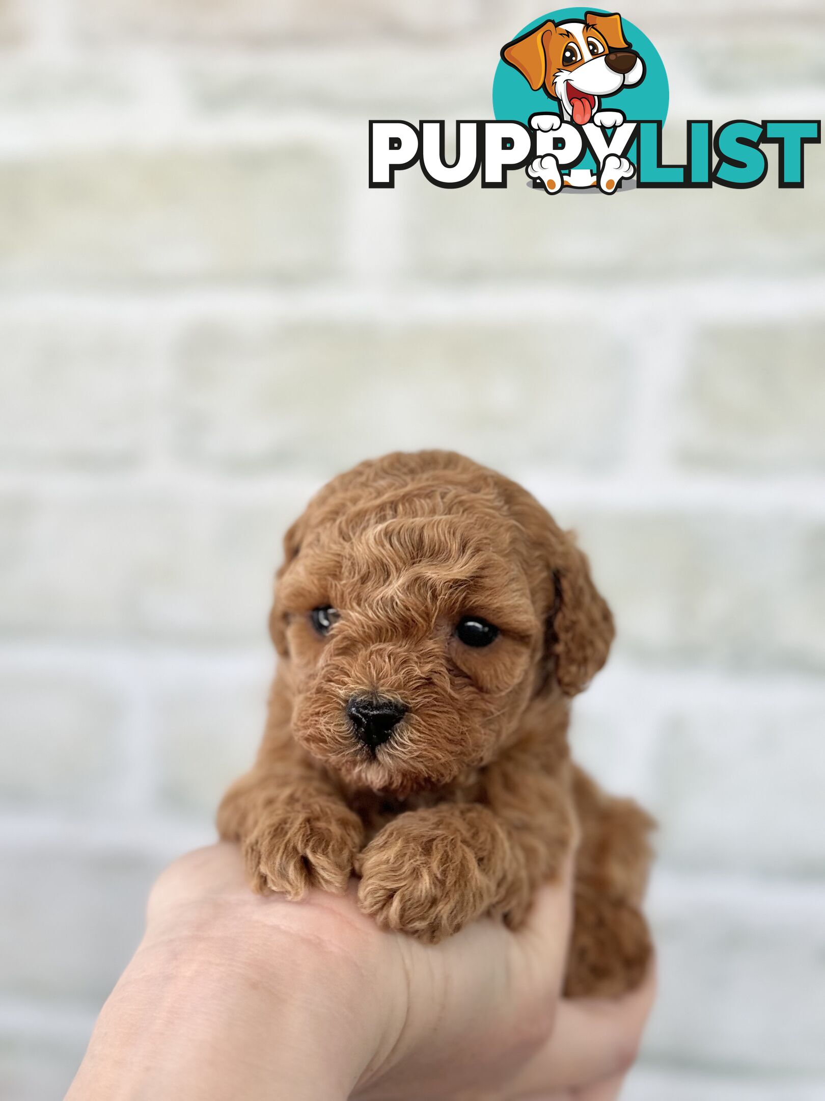 Quality Christmas Toy Cavoodles