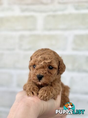 Quality Christmas Toy Cavoodles