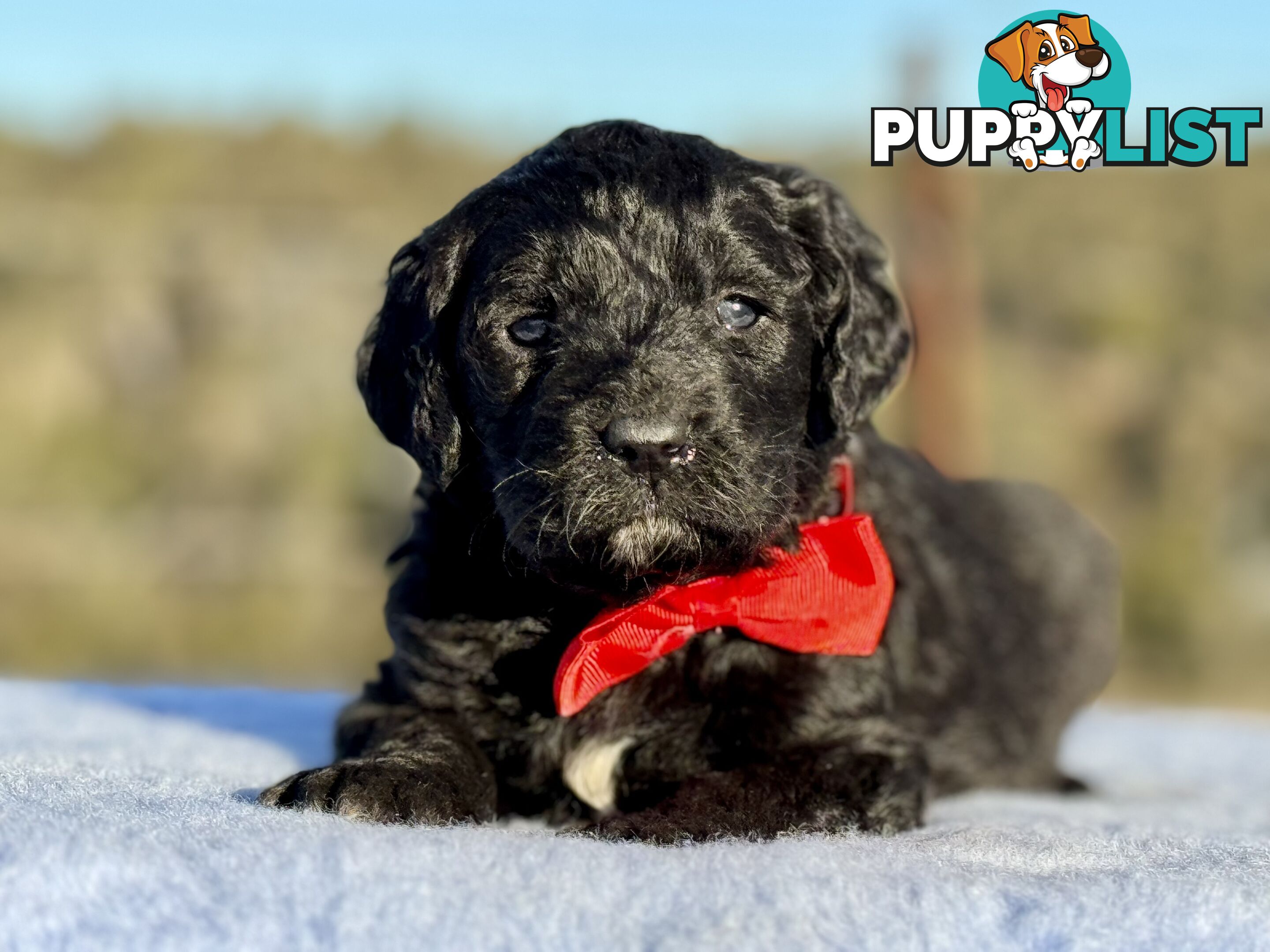 ST BERDOODLE - F1 Saint Bernard x Standard Poodle