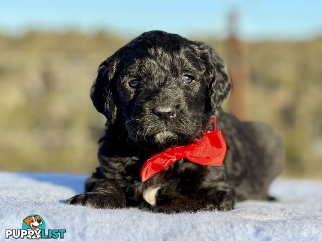 ST BERDOODLE - F1 Saint Bernard x Standard Poodle
