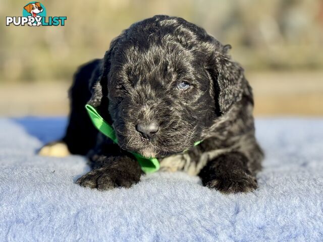 ST BERDOODLE - F1 Saint Bernard x Standard Poodle