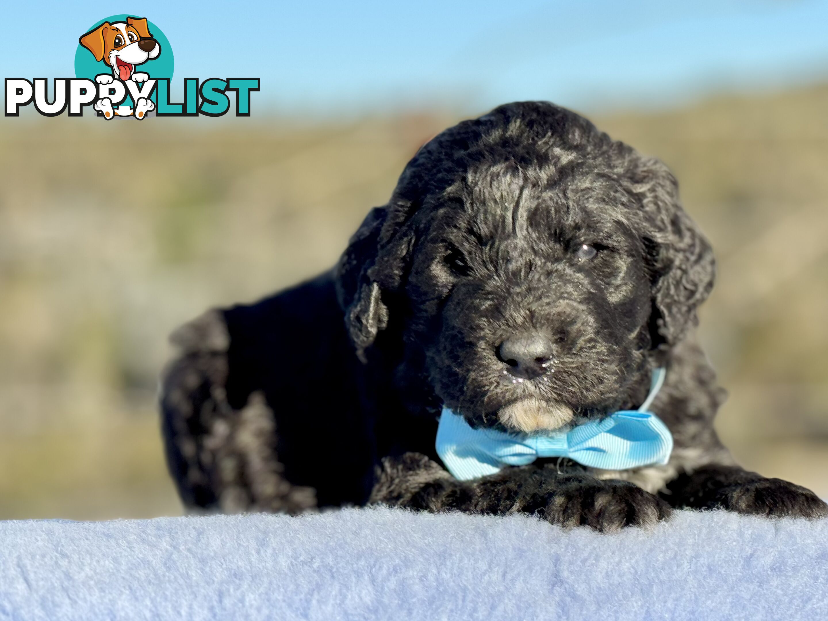 ST BERDOODLE - F1 Saint Bernard x Standard Poodle