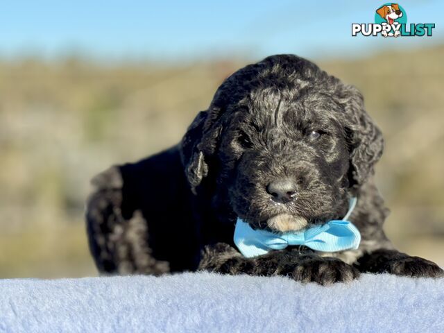 ST BERDOODLE - F1 Saint Bernard x Standard Poodle