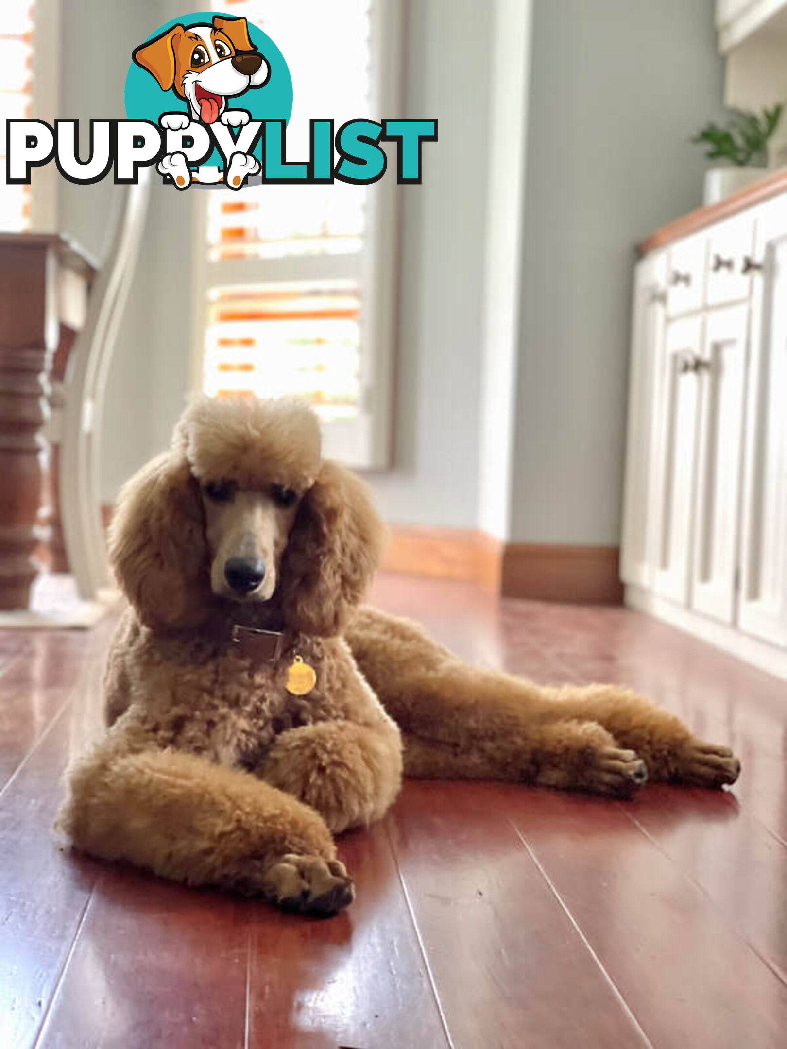 ST BERDOODLE - F1 Saint Bernard x Standard Poodle