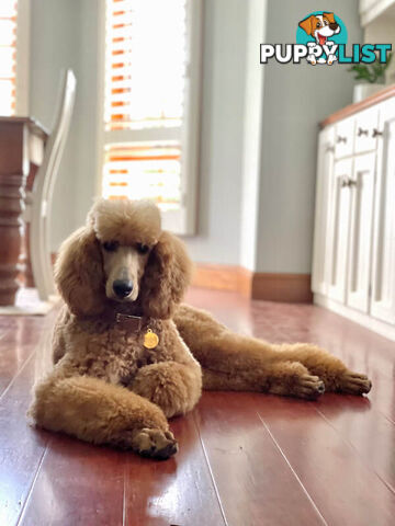 ST BERDOODLE - F1 Saint Bernard x Standard Poodle