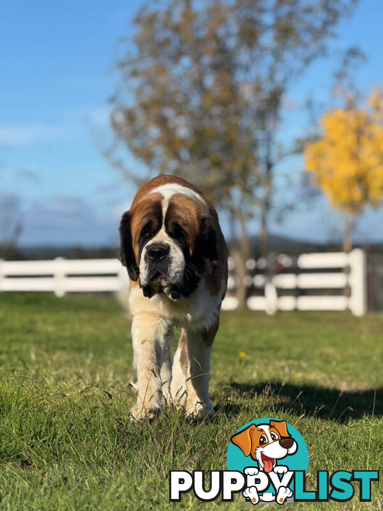 ST BERDOODLE - F1 Saint Bernard x Standard Poodle