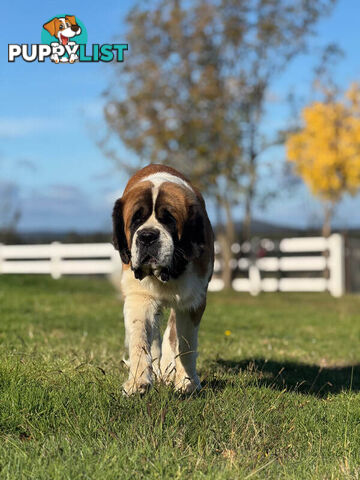 ST BERDOODLE - F1 Saint Bernard x Standard Poodle