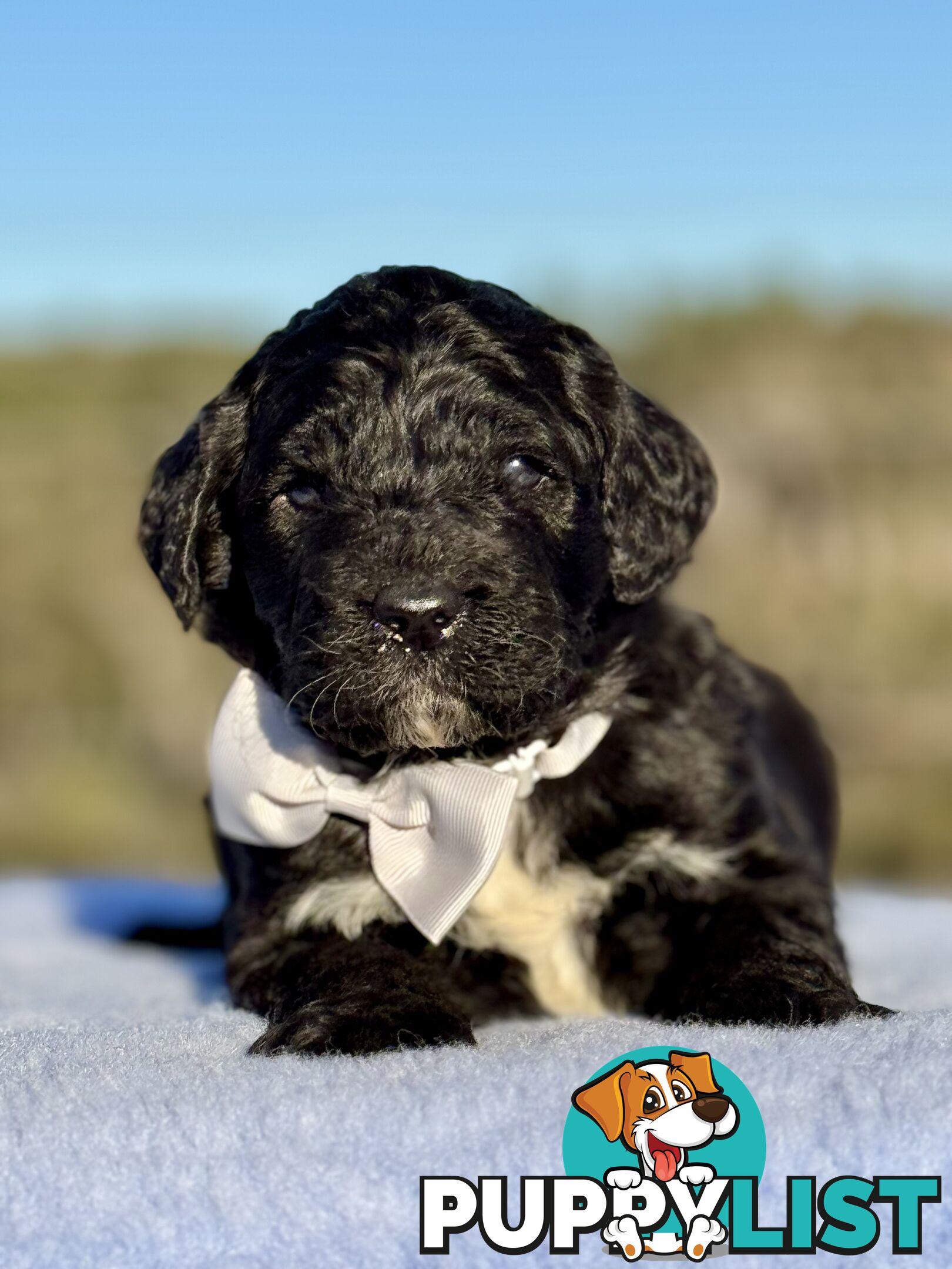ST BERDOODLE - F1 Saint Bernard x Standard Poodle