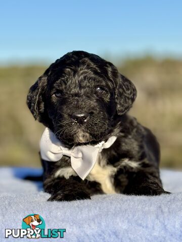 ST BERDOODLE - F1 Saint Bernard x Standard Poodle