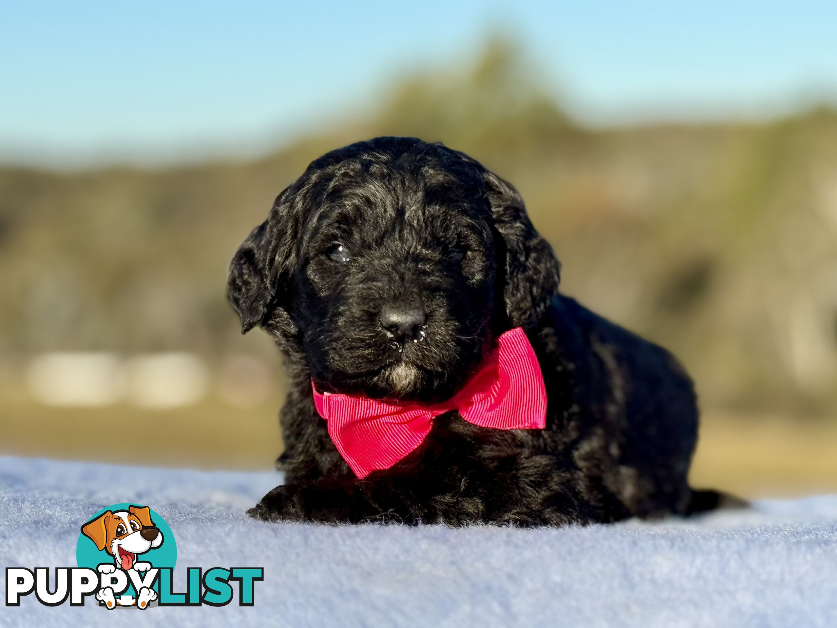 ST BERDOODLE - F1 Saint Bernard x Standard Poodle