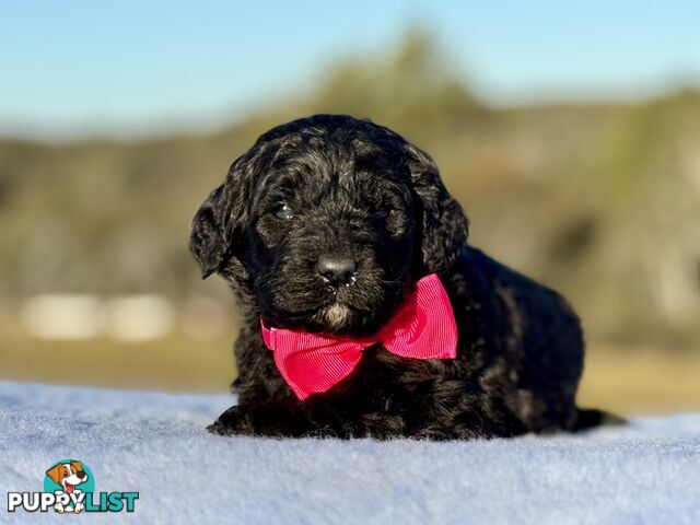 ST BERDOODLE - F1 Saint Bernard x Standard Poodle