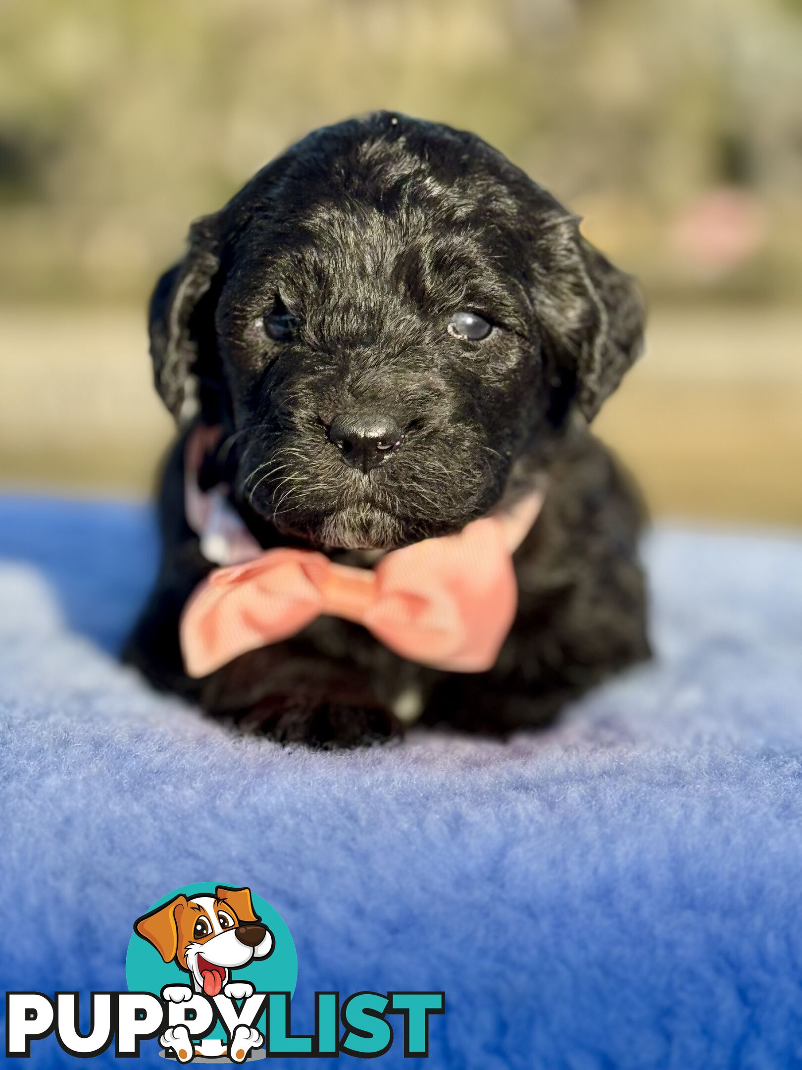 ST BERDOODLE - F1 Saint Bernard x Standard Poodle