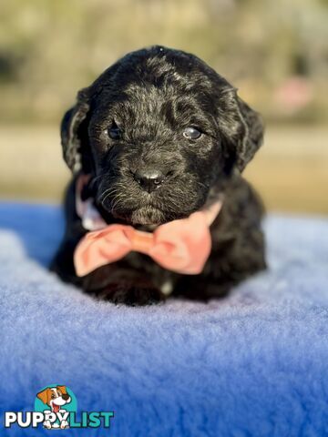 ST BERDOODLE - F1 Saint Bernard x Standard Poodle