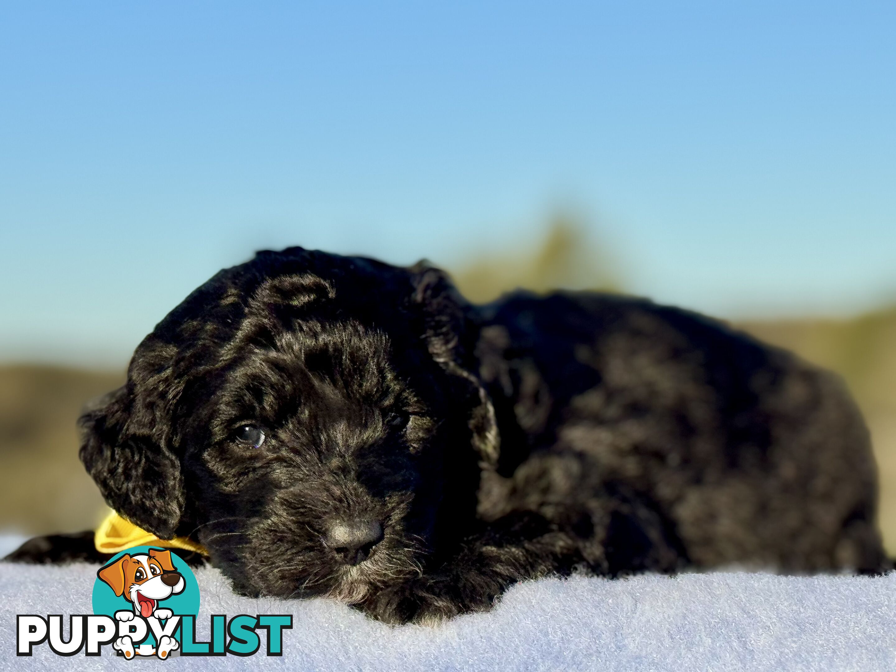 ST BERDOODLE - F1 Saint Bernard x Standard Poodle