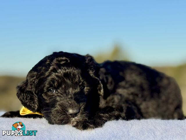 ST BERDOODLE - F1 Saint Bernard x Standard Poodle