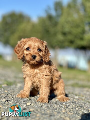 Spoodlier - Spoodle x Cavalier Puppies