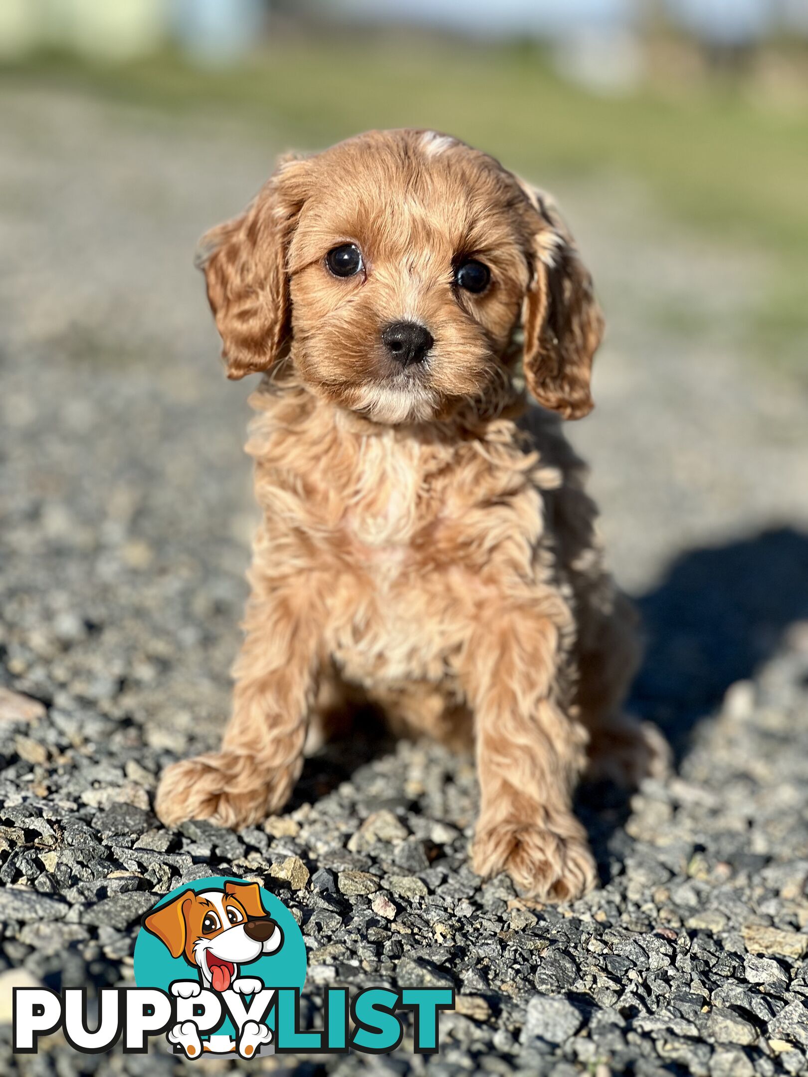 Spoodlier - Spoodle x Cavalier Puppies