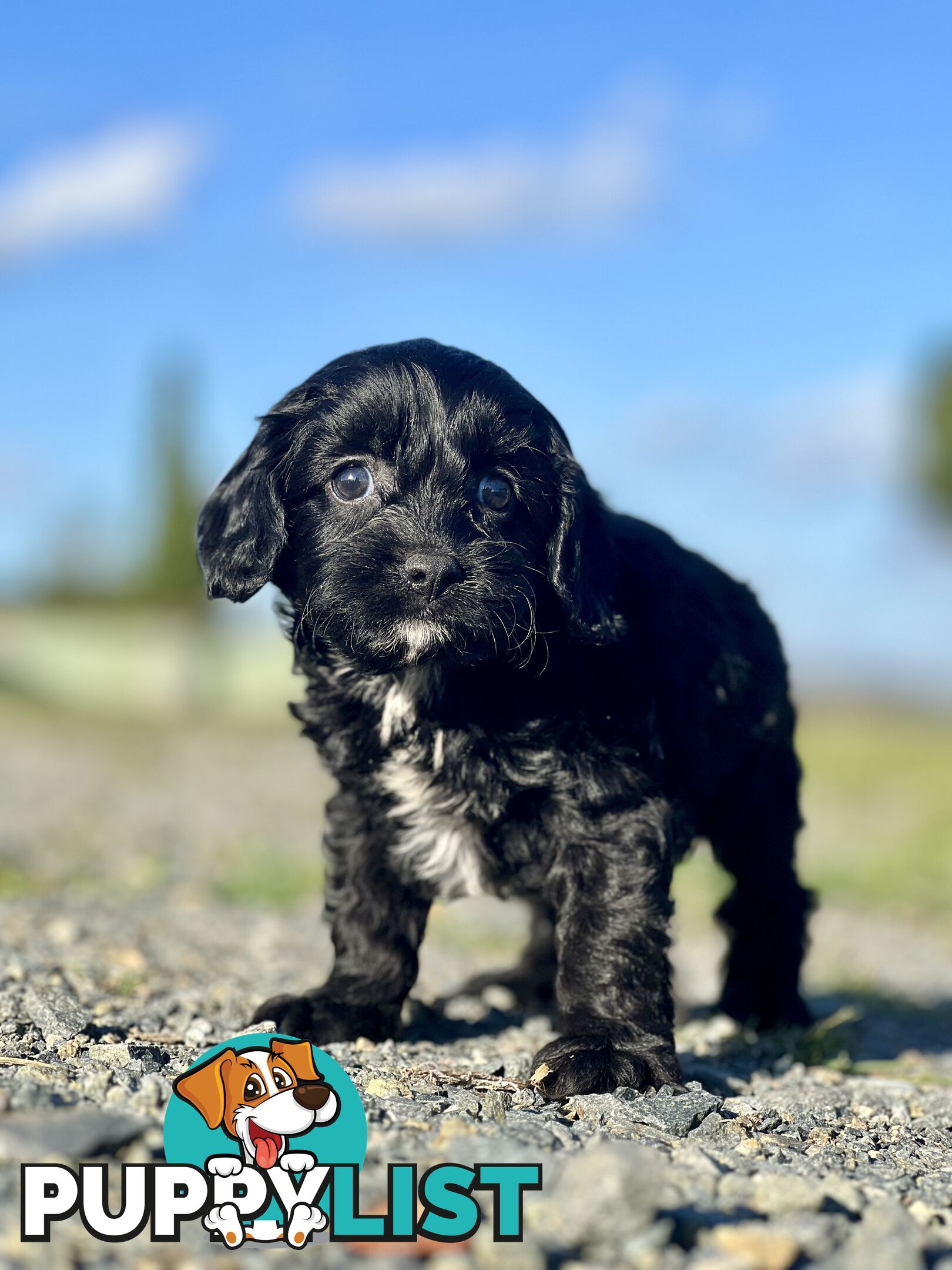 Spoodlier - Spoodle x Cavalier Puppies