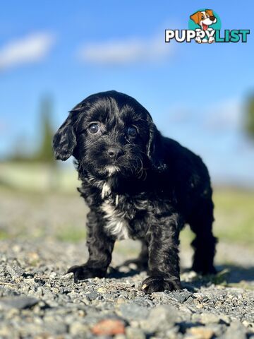 Spoodlier - Spoodle x Cavalier Puppies