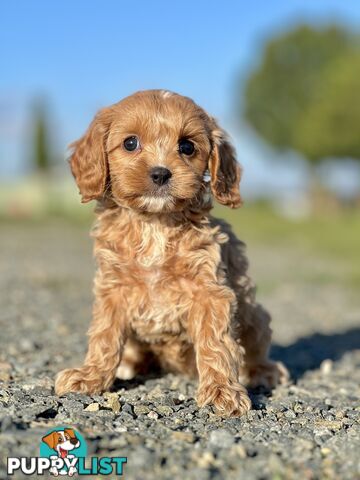 Spoodlier - Spoodle x Cavalier Puppies