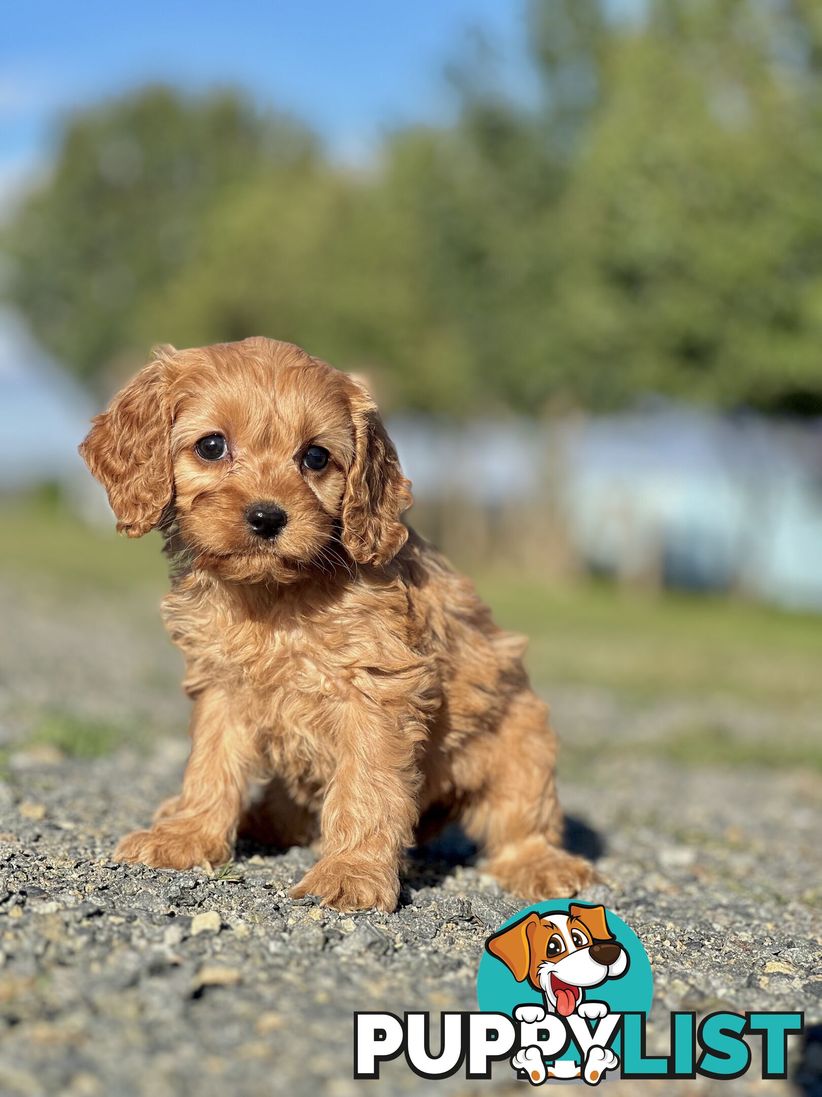 Spoodlier - Spoodle x Cavalier Puppies