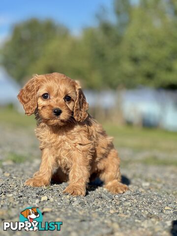 Spoodlier - Spoodle x Cavalier Puppies