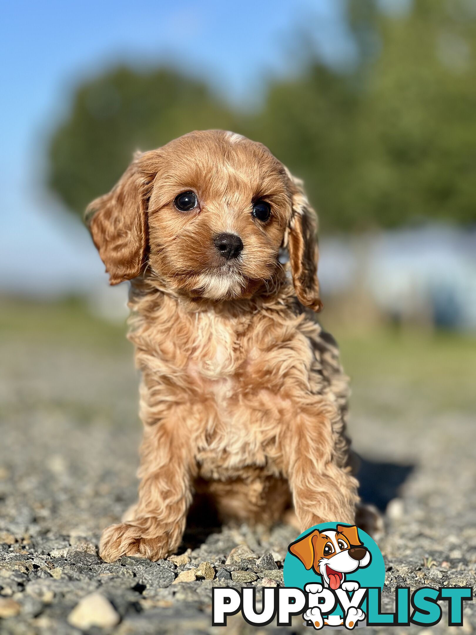 Spoodlier - Spoodle x Cavalier Puppies