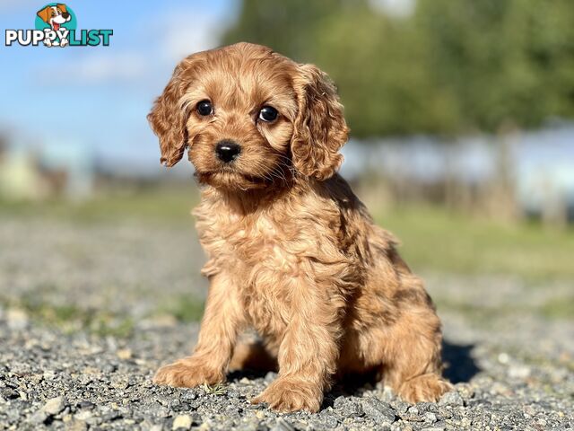 Spoodlier - Spoodle x Cavalier Puppies