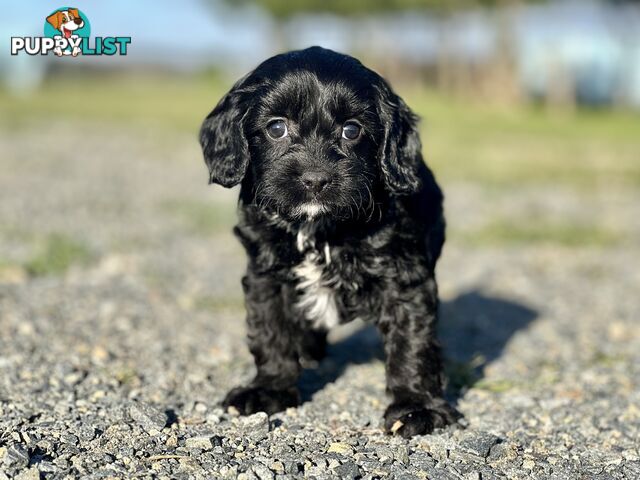 Spoodlier - Spoodle x Cavalier Puppies