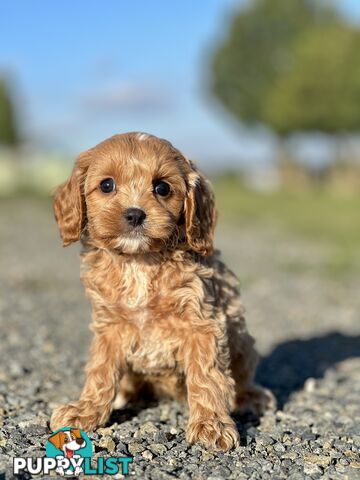 Spoodlier - Spoodle x Cavalier Puppies