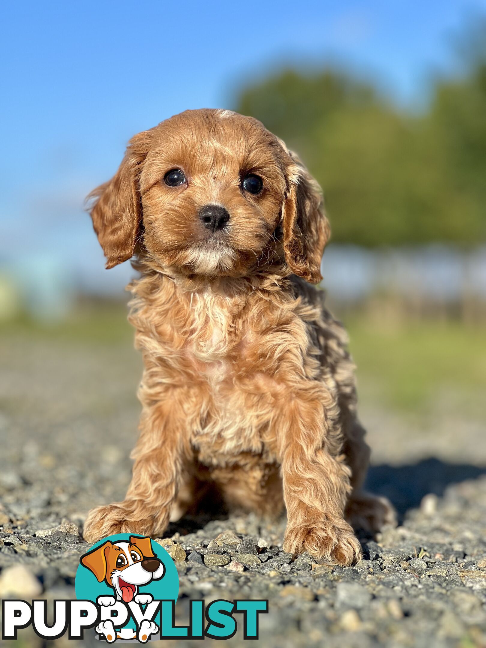 Spoodlier - Spoodle x Cavalier Puppies