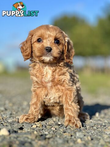 Spoodlier - Spoodle x Cavalier Puppies