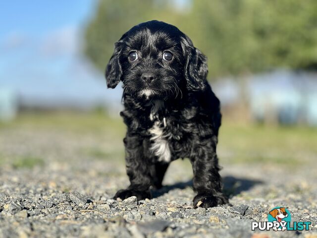 Spoodlier - Spoodle x Cavalier Puppies