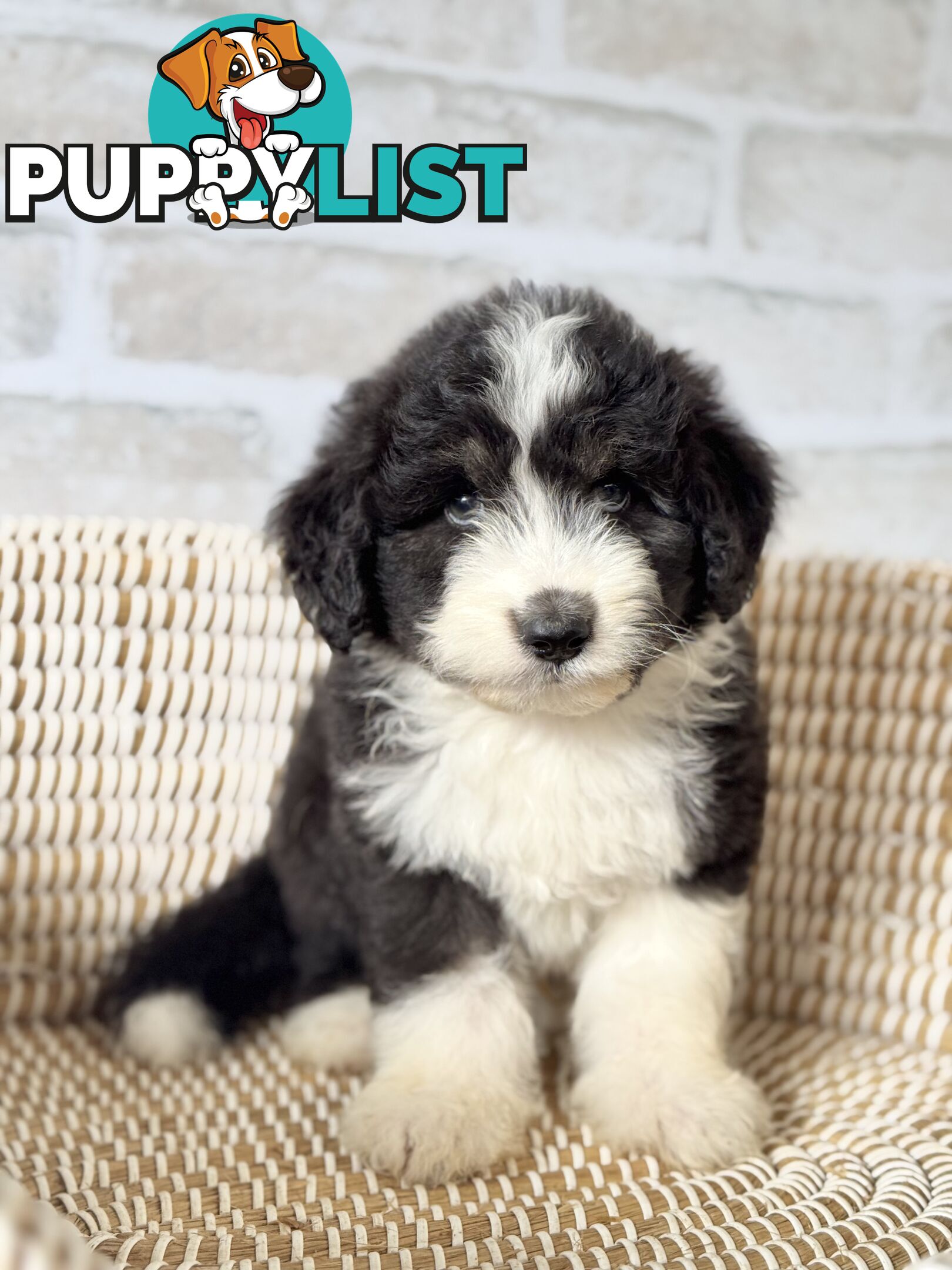 F1 Standard AussieDoodle Puppies