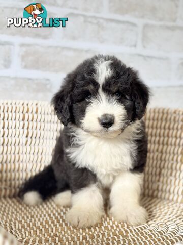 F1 Standard AussieDoodle Puppies