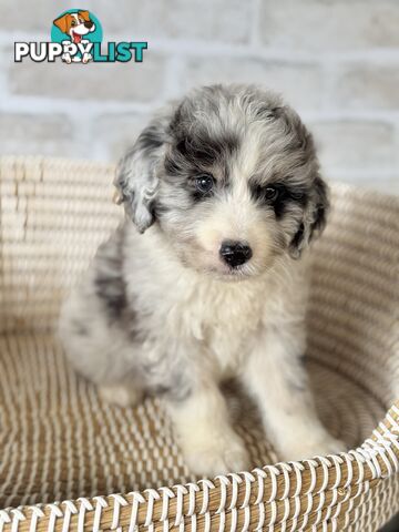 F1 Standard AussieDoodle Puppies